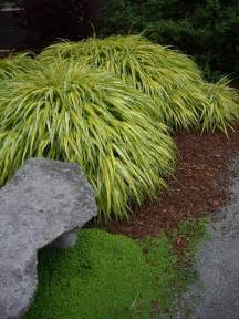 PlantFiles Pictures: Hakone Grass, Japanese Forest Grass 'Aureola ...