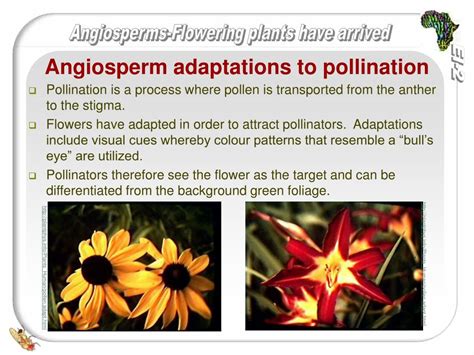 PPT - Angiosperms-the flowering plants have arrived PowerPoint Presentation - ID:479606