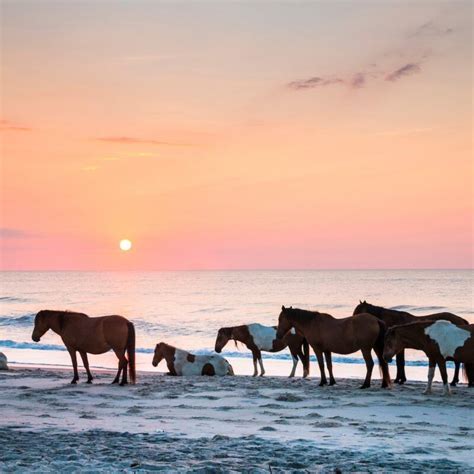 9 things to know before visiting assateague island national seashore – Artofit