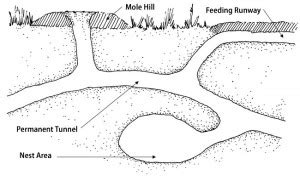 Wild Animal Management Minnesota | Mole Removal Part 2 | Minnesota Wild Animal Management