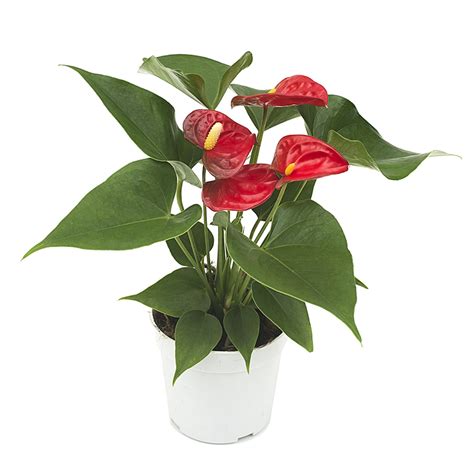 Anthurium Red - Olive Hill Greenhouses