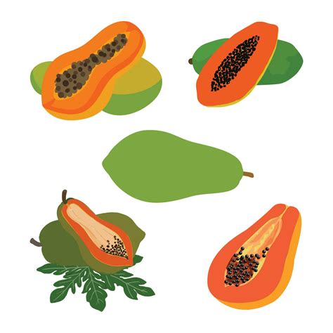 Papaya Fruit Pro Vector illustration 32497614 Vector Art at Vecteezy