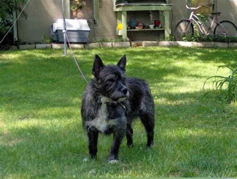 Westie Mix Breeds: 18 Most Popular You Will Love (w/ Pictures)