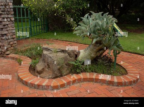 Bloemfontein botanical garden hi-res stock photography and images - Alamy