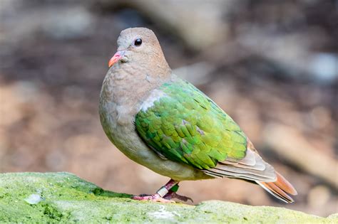 Australian Pigeons - Australia's Wonderful Birds