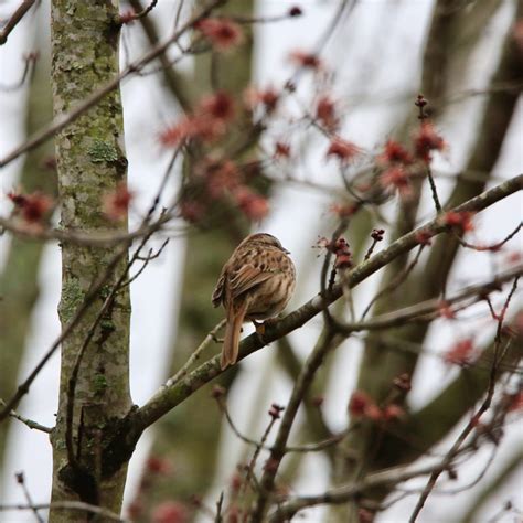 Song Sparrow - Bird Watching Academy