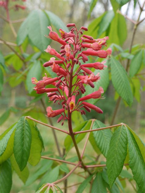 Red buckeye (Aesculus pavia) | Identify that Plant