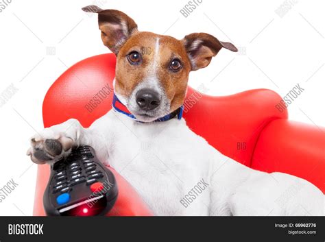 Dog Tv Image & Photo (Free Trial) | Bigstock