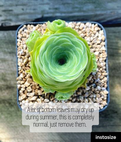 Aeonium Aureum care guide with pictures – RNT SUCCULENTS