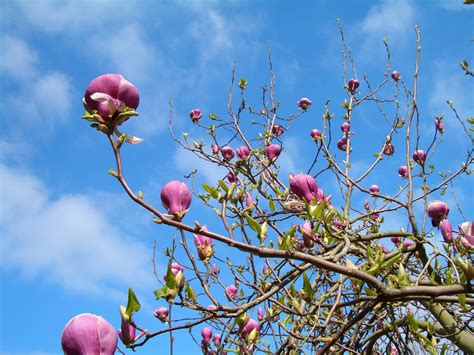 File:Magnolia tree.jpg