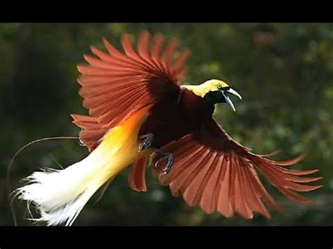 Wildlife Papua New Guinea - Exotic Animals | Wonderful Nature (Nat Geo) - YouTube