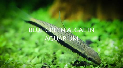 7 Steps To Removing Blue Green Algae From Your Aquarium - Betta Care Fish Guide