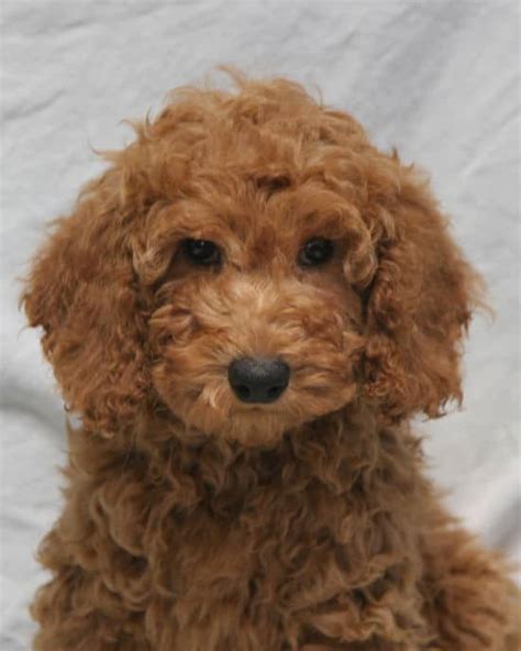 Moyen Poodle Puppies for Sale | Sunshine Acres