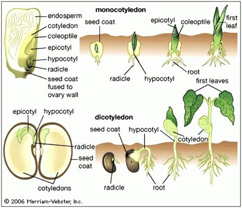 Image result for monocot vs dicot seed germination | Plant science, Teaching biology, Biology plants