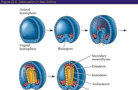 Ppt Gastrulation Is The First Stage In Forming The Body