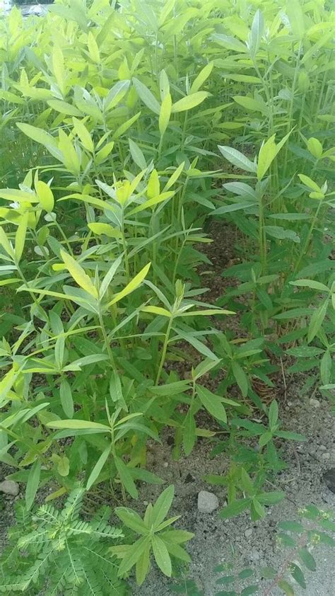 Crotalaria Juncea (SUNN HEMP) - Grass Seed Varieties / Tropical SeedsTropical Seeds