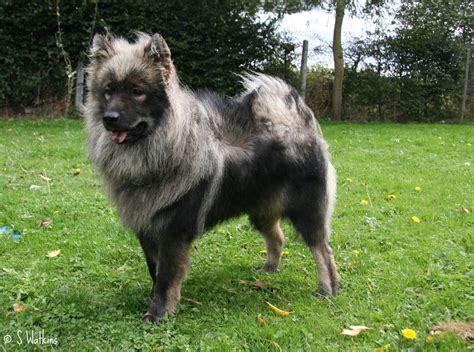 Grey Eurasier dog photo and wallpaper. Beautiful Grey Eurasier dog pictures