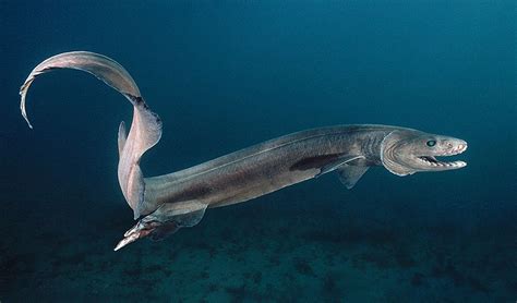 Rare ancient shark relative captured by fisherman - Australian Geographic | Frilled shark, Deep ...