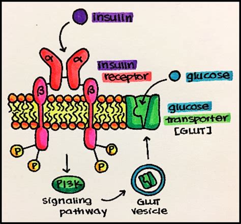 Signal Transduction Pathway Diagram