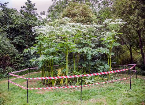 Giant Hogweed Identification and Removal UK from Weedtec