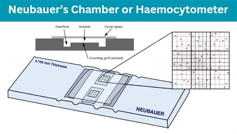 How To Count Cells With The Neubauer Counting Chamber, 59% OFF