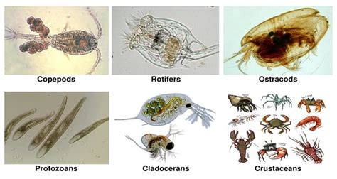 Zooplankton Taxonomy