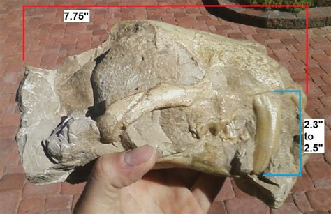 Hoplophoneus skull - Members Gallery - The Fossil Forum