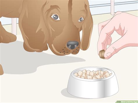 How To Treat Flea Eggs On Dogs