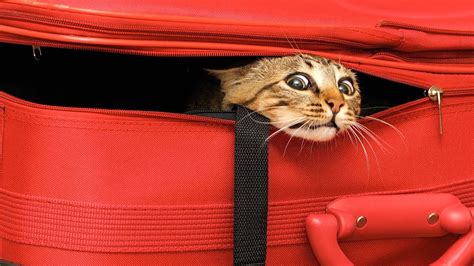 How to Travel with Your Cat | Cat Care – HousePetsCare.com