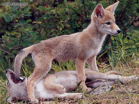 Wildlife Coyote Pups | Coyote pup, Coyote, Pup