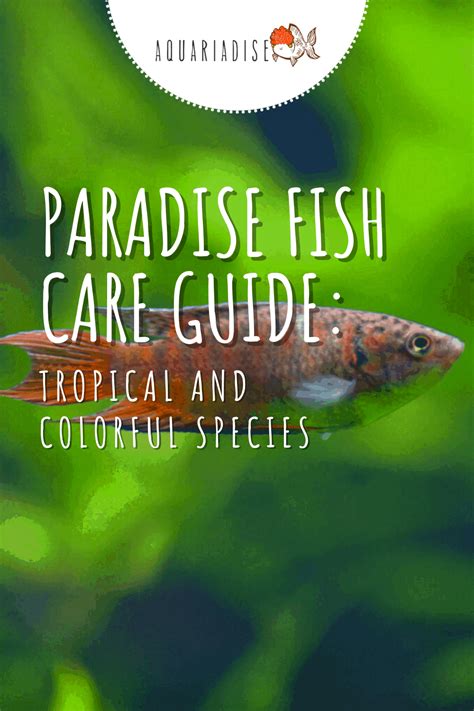 Paradise Fish Care Guide: Tropical and Colorful Species - Aquariadise