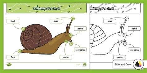 Anatomy of a Snail Poster for K-2nd Grade (teacher made)