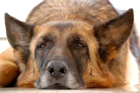 Top Five Health Concerns as Your Dog Ages | German Shepherd Country