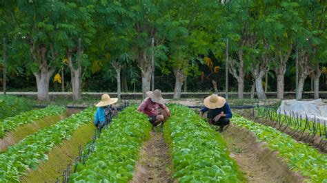 Building the Resilience of Food Systems in Mauritius and Seychelles by leveraging on Sustainable ...