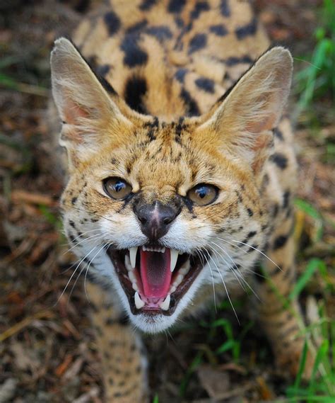 Member Photos: Serval | International Society For Endangered Cats