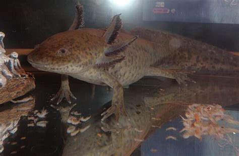 Axolotl - Description, Habitat, Image, Diet, and Interesting Facts