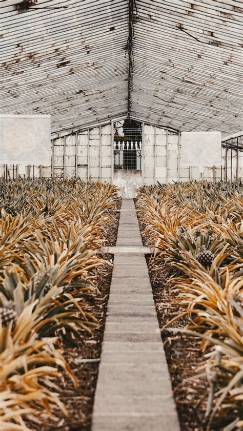 Pineapple Plantation Photos, Download The BEST Free Pineapple ...