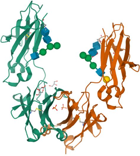 Crystal structure of human IgG1-Fc. Image from the RCSB PDB (rcsb.org ...