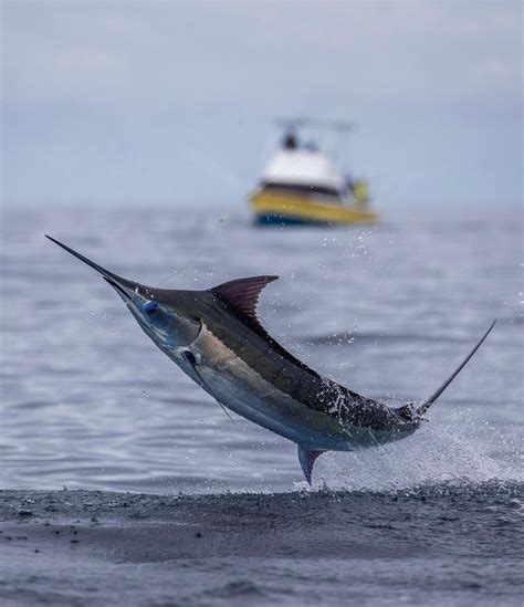 Atlantic Blue Marlin (Makaira nigricans) - ANGARI Foundation