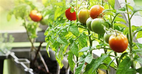 Ultimate Guide To Container Gardening Tomatoes