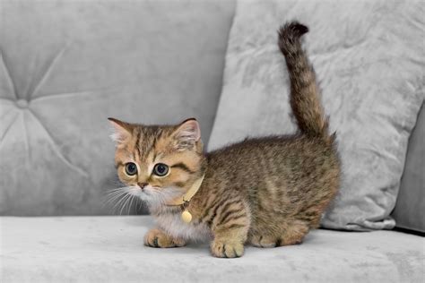 All About Munchkin Cats | ASPCA® Pet Health Insurance