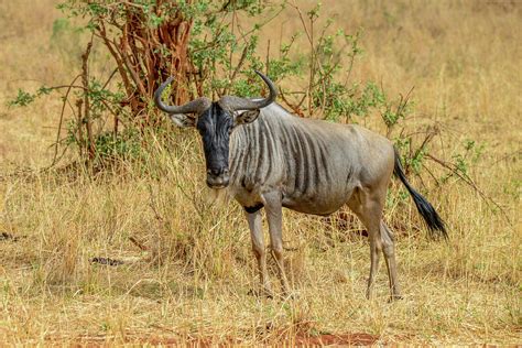 Wildebeest in Ngorongoro Crater Photograph by Marilyn Burton - Pixels