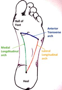 The Transverse Arch – POST COMPETITIVE INSIGHT