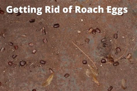 How to Get Rid of Roach Eggs? | APB