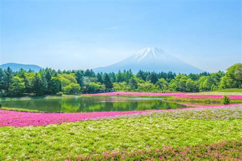 Japan's Fuji Shibazakura Festival 2017