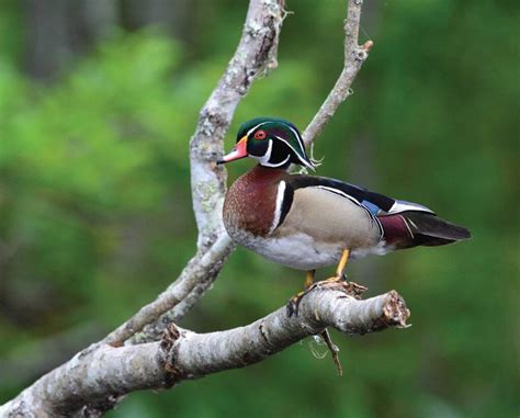 Wood Duck Biology, Life History, and Identification - Waterfowl Profile