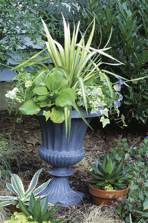 10 Plants for Year-Round Containers - Fine Gardening