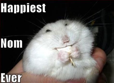 Funny series of NOM NOM NOM (19 pics) - Izismile.com