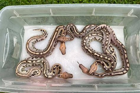 Blood Python Size: How Big Do They Get? - ReptileHow.com