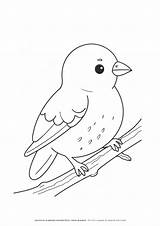 Unleash Your Creativity With A Coloring Page Of Bird sketch template